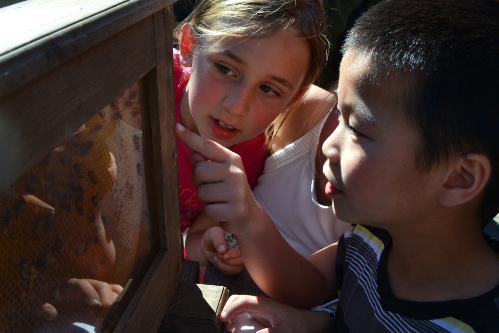 san francisco summer camp guide