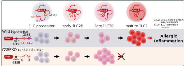 ILC2 Immune Cell Findings May Help Develop New Treatments for Allergic Diseases