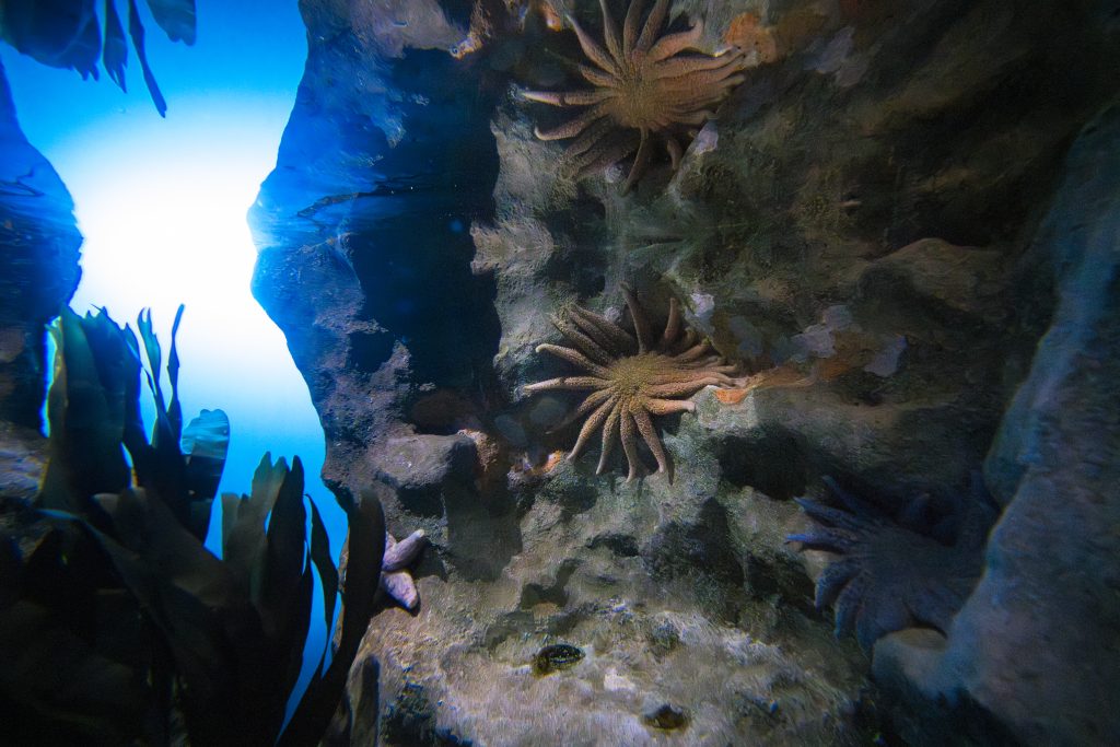 California Academy of Sciences Mobilizes Communities to Regenerate Nature