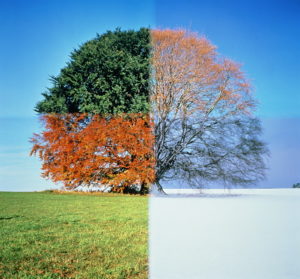 Beech tree through four seasons (digital Composite)