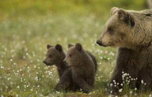 European Brown Bear (Ursus arctos arctos) adult female and two cubs, in boreal forest, Finland, June