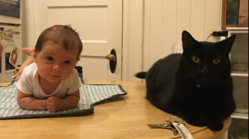 Introduce baby to sales cat