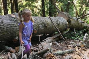 sapling forest school san francisco preschool