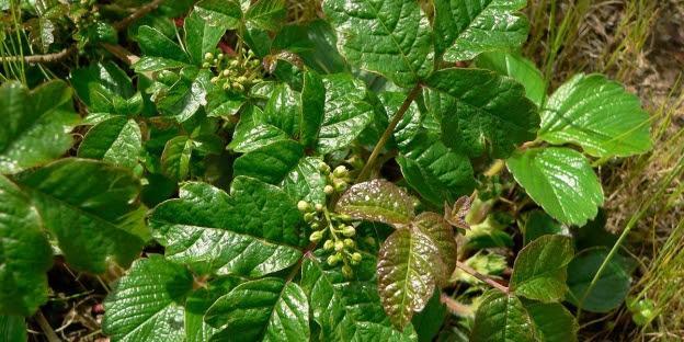 California Poison Control Warns Residents Poison Oak is Abundant Now