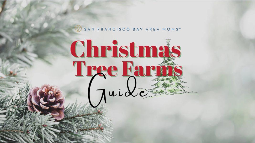 Guide to Christmas Tree Farms San Francisco Bay Area