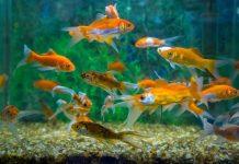 Why Fish Make Great First Pets for Children