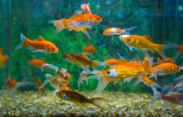Why Fish Make Great First Pets for Children