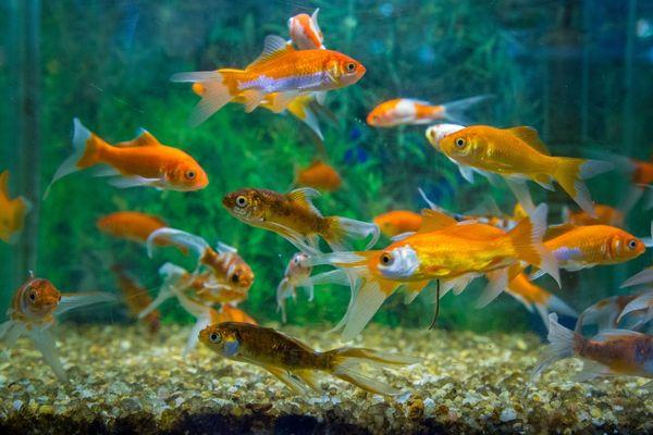 Why Fish Make Great First Pets for Children