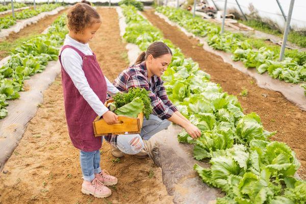 Everything a Beginner Needs To Know About Greenhouses