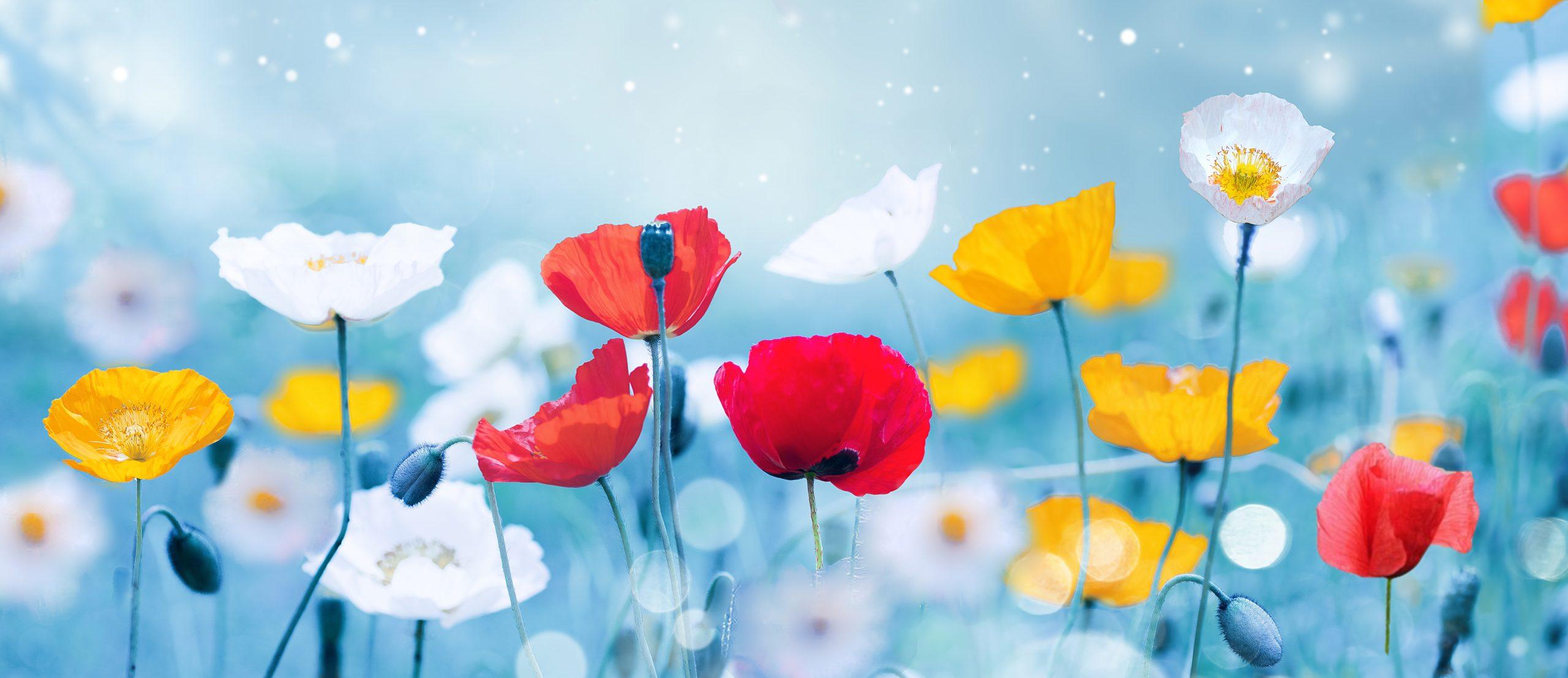 Top 3 Ways to Celebrate Spring