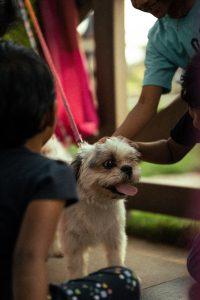 https://www.pexels.com/photo/children-petting-a-dog-15355791/