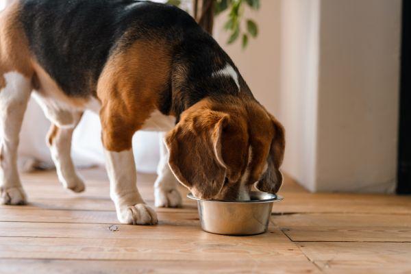 Why It’s Important To Monitor Your Dog’s Weight