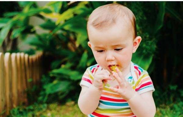 A baby in a colorful striped shirt sitting in a garden, holding a dandelion and putting it in their mouth.