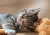 How Your Family Can Help Kittens This Spring (Yes, Even the Kids!)