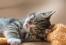 How Your Family Can Help Kittens This Spring (Yes, Even the Kids!)