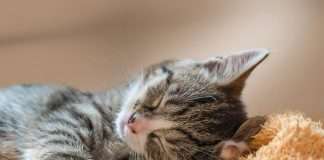 How Your Family Can Help Kittens This Spring (Yes, Even the Kids!)