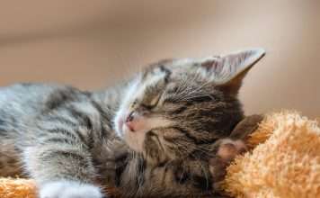 How Your Family Can Help Kittens This Spring (Yes, Even the Kids!)
