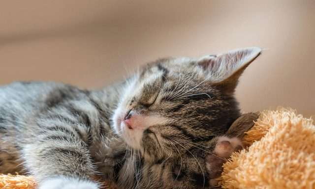 How Your Family Can Help Kittens This Spring (Yes, Even the Kids!)