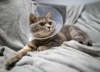 A gray tabby cat sits on a soft gray blanket after a surgery. The cat wears a cone around its neck.
