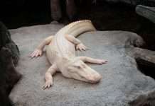 Claude the Albino Alligator Passes Away at Age 30 Claude the Albino Alligator Passes Away at Age 30