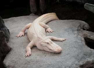 Claude the Albino Alligator Passes Away at Age 30