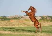 Lunar New Year’s Fire Horse: Energy, Courage