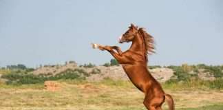 Lunar New Year’s Fire Horse: Energy, Courage Lunar New Year’s Fire Horse: Energy, Courage