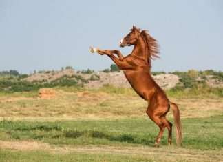 Lunar New Year’s Fire Horse: Energy, Courage Lunar New Year’s Fire Horse: Energy, Courage