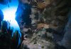 California Academy of Sciences Mobilizes Communities to Regenerate Nature