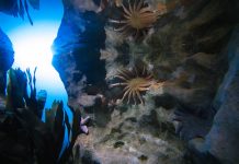 California Academy of Sciences Mobilizes Communities to Regenerate Nature