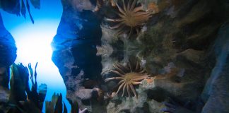 California Academy of Sciences Mobilizes Communities to Regenerate Nature