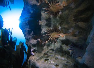 California Academy of Sciences Mobilizes Communities to Regenerate Nature