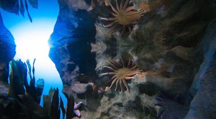 California Academy of Sciences Mobilizes Communities to Regenerate Nature