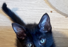 So You Found Kittens Outside? Here’s What to Do Next