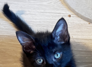 So You Found Kittens Outside? Here’s What to Do Next