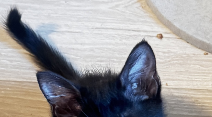 So You Found Kittens Outside? Here’s What to Do Next