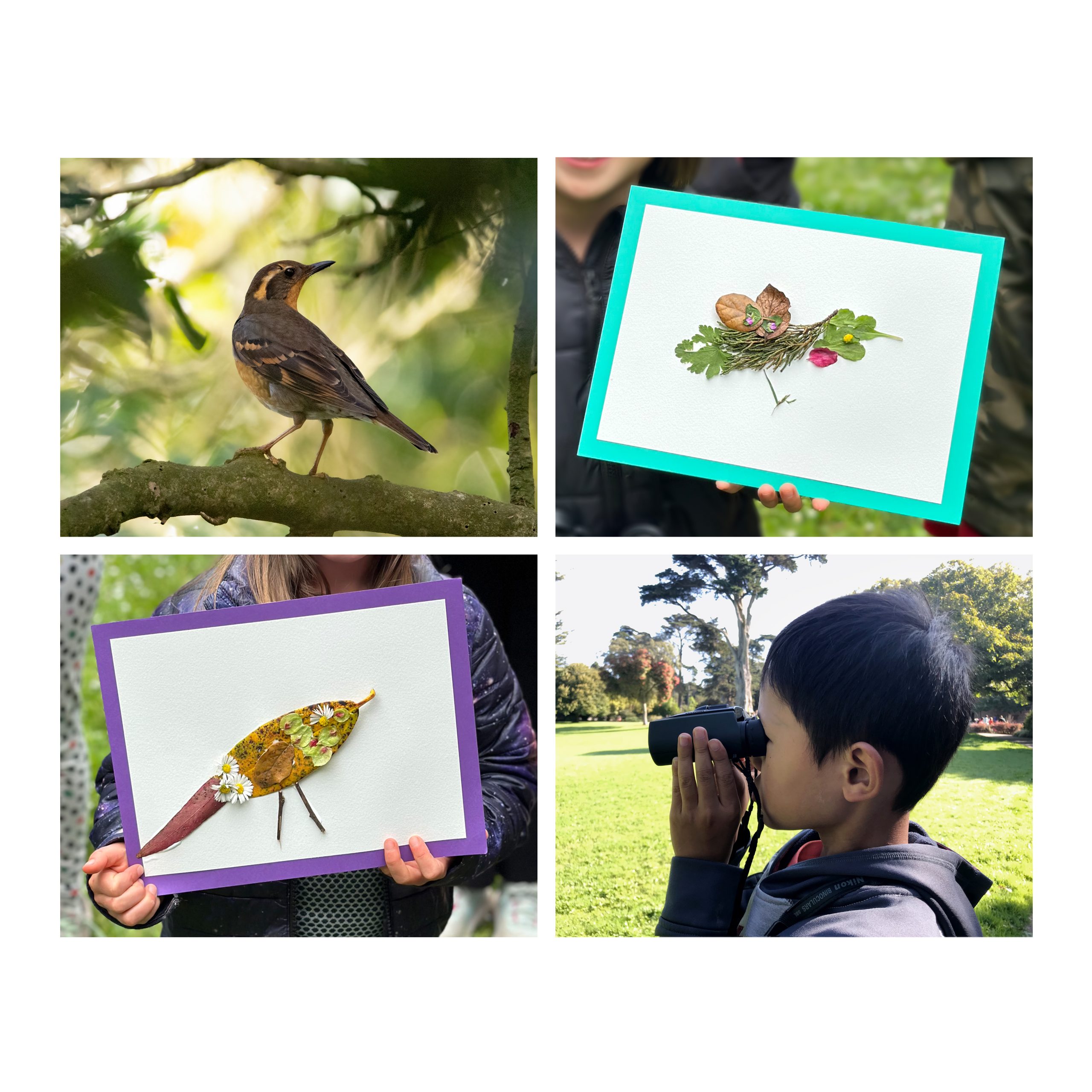 Family Birdwatching & Nature Art Workshop at the SF Botanical Garden